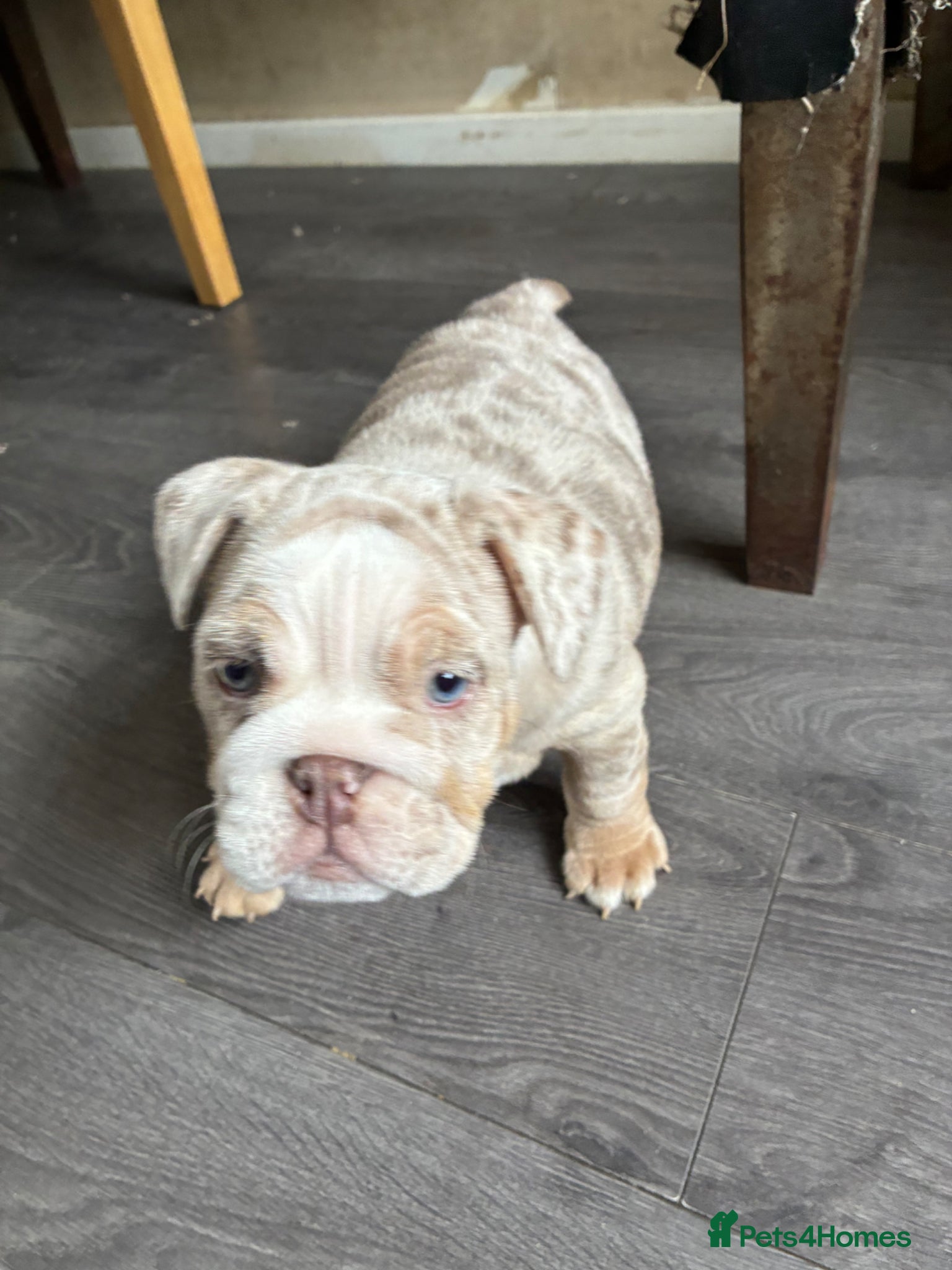 English Bulldog dogs 2 female English bulldog puppies - Advert 4