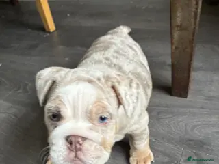English Bulldog dogs 2 female English bulldog puppies - Advert 1