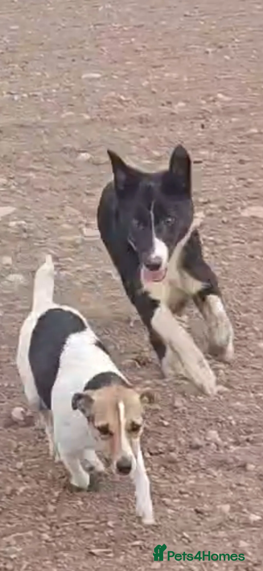 Border Collie dogs for sale: BORDER COLLIE - Advert 1
