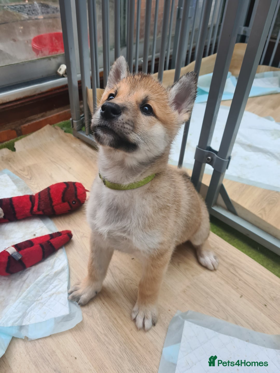 Mixed Breed dogs for sale: Czech Wolfdog × Akita/Malamute Puppies - Advert 4