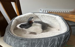 Dutch rabbits for sale: Kevin - Advert 3