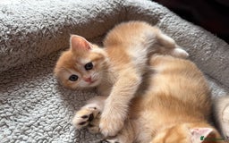 British Shorthair cats for sale: Ready pure AY12, NY12 Corin BSH  - Image 22