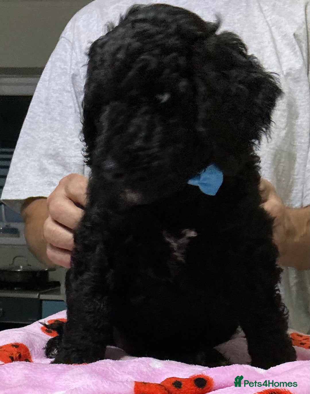 Standard Poodle dogs for sale: Stunning Standard poodles  in Loughborough - Image 33