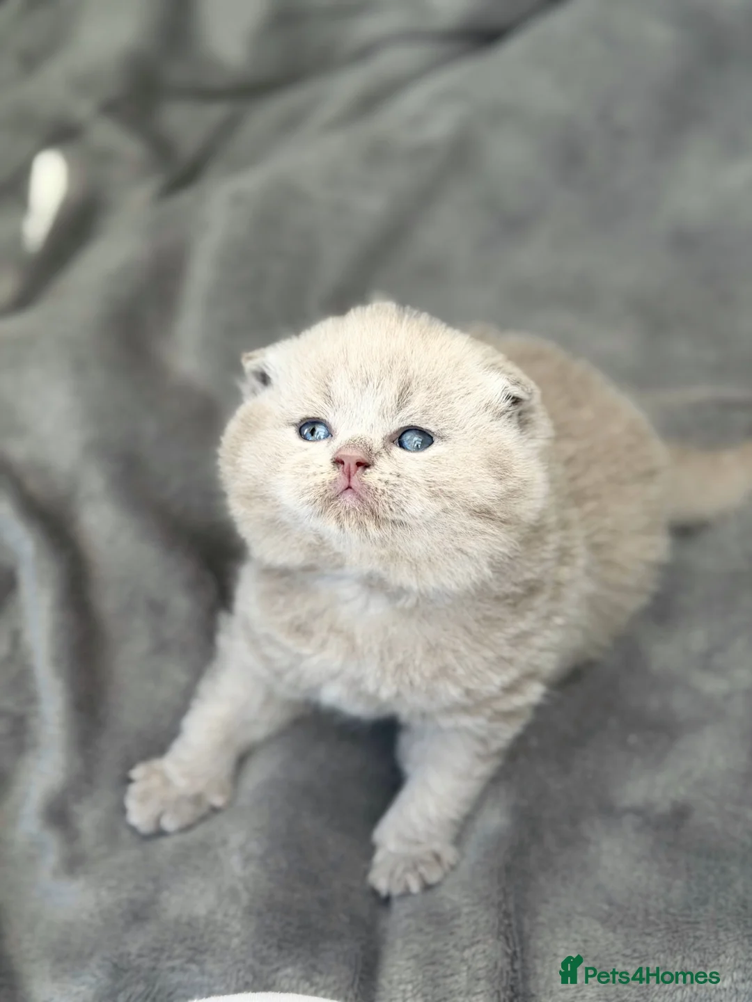 Scottish Fold cats for sale: Scottish fold/straight  - Advert 1