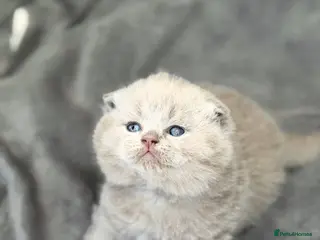 Scottish Fold cats Scottish fold/straight - Advert 5