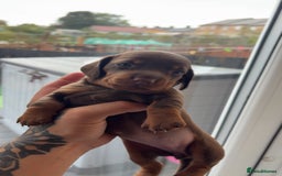 Miniature Dachshund dogs for sale: Dachshund puppy’s forsale  - Image 1