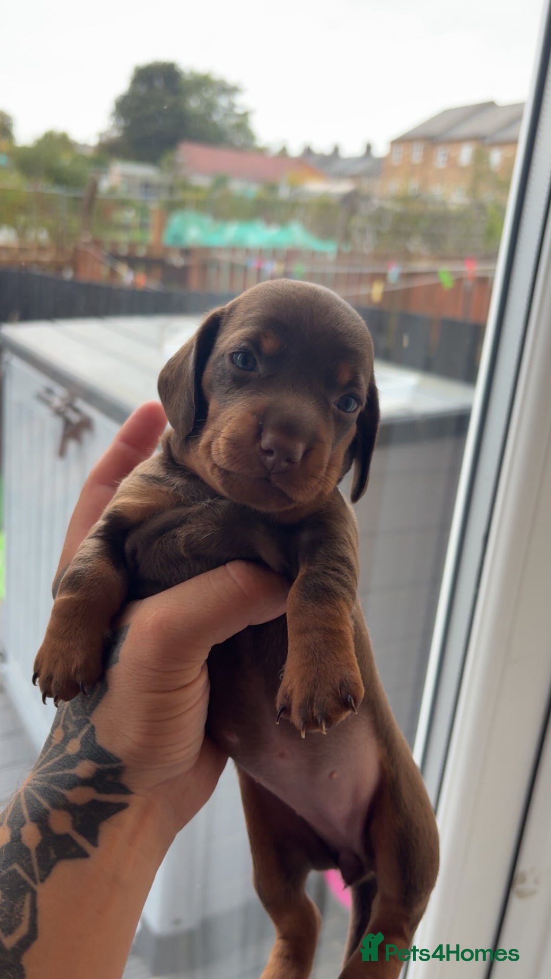 Miniature Dachshund dogs for sale: Dachshund puppy’s forsale  - Image 1