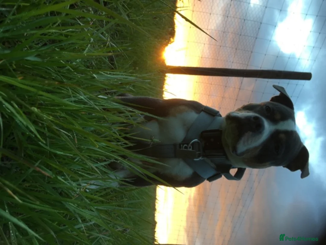 Staffordshire Bull Terrier dogs for stud: Tri blue PROVEN and only the best temperament in Swanage - Advert 11