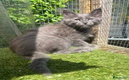Maine Coon cats for sale: 🔥 TICA Maine coon kittens 🔥  READY NOW 💕💕 - Image 9