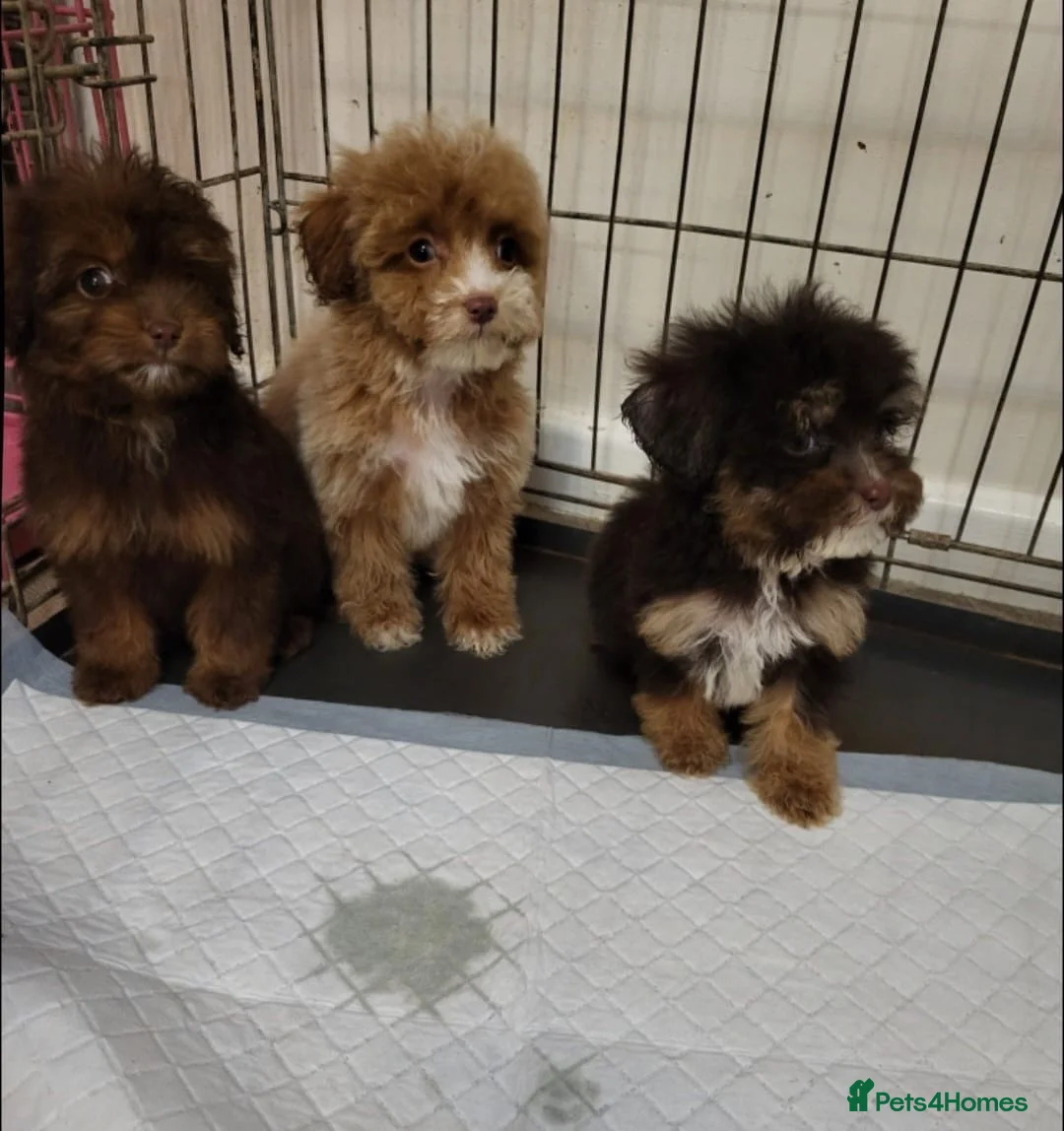 Cavapoo dogs for sale: 4 beautiful fb1 cavapoo puppies for sale!!  - Advert 1
