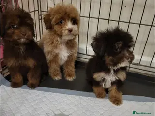 Cavapoo dogs 4 beautiful fb1 cavapoo puppies for sale!! - Advert 1