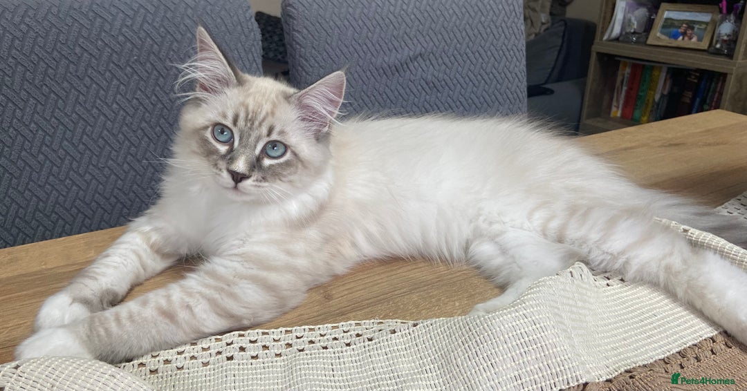 Siberian cats for sale: Siberian Kittens Neva Masquerade White - Image 13