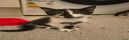 Mixed Breed cats for sale: 3 cute kittens (1 boy,2 girls) - Advert 5