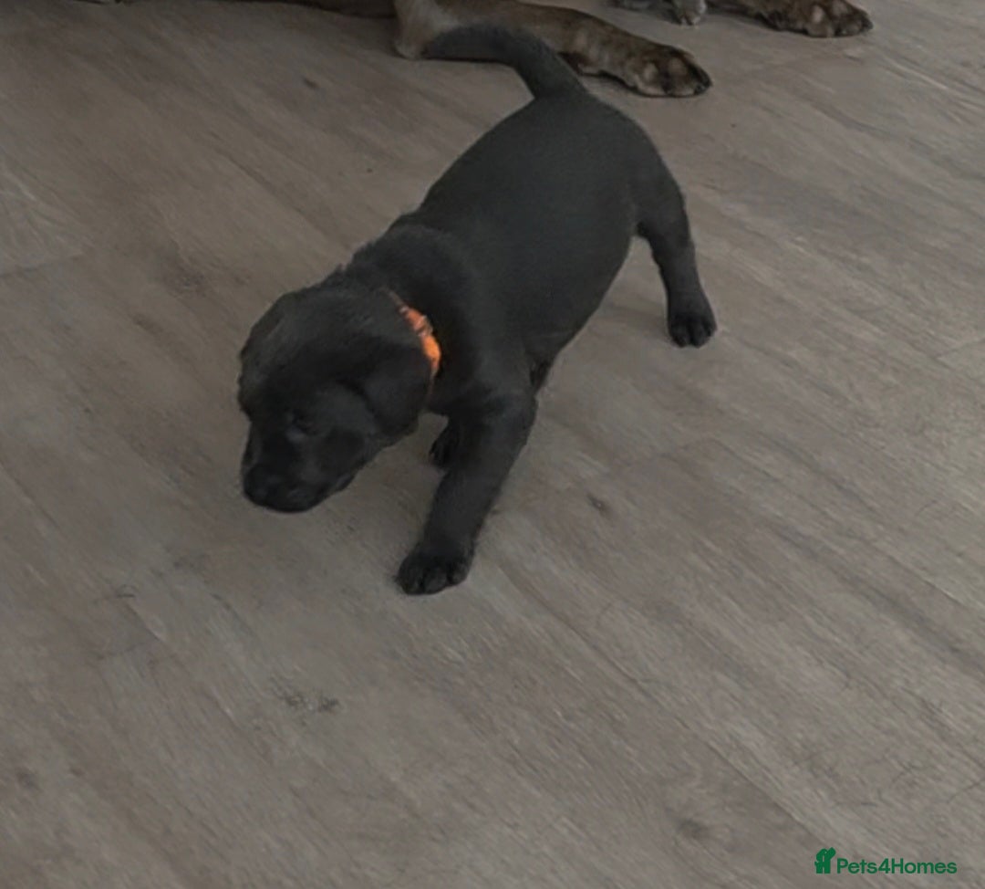 Labrador Retriever dogs Silver & Charcoal Labrador pups - Advert 2