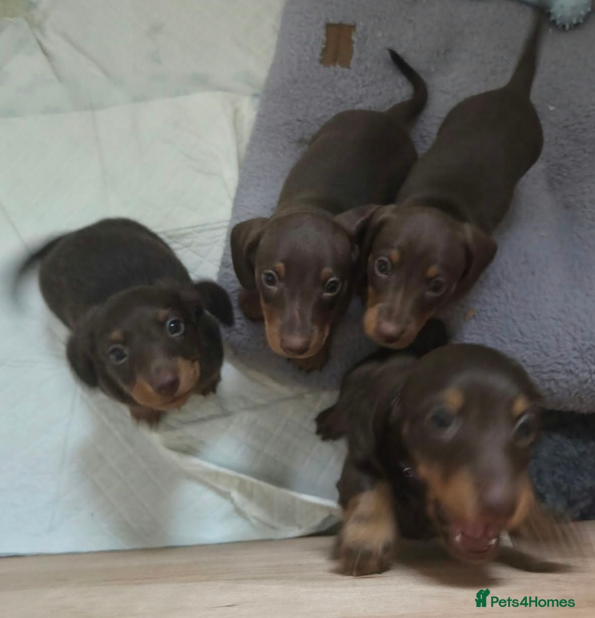 Miniature Dachshund dogs #Last 2# Miniature Dachshund Puppies - Advert 2