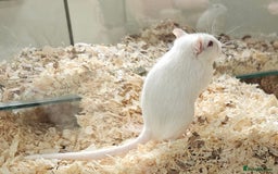 Gerbil rodents for sale: Pair of baby gerbils - Image 1