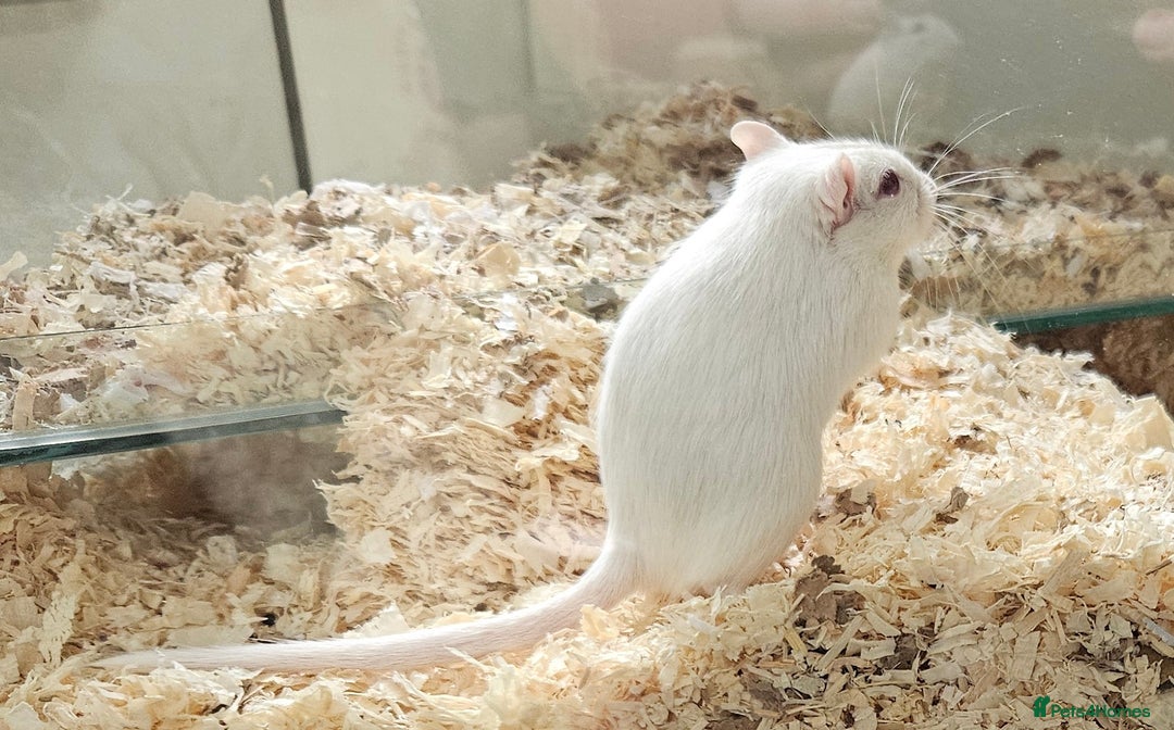 Gerbil rodents for sale: Pair of baby gerbils - Image 1
