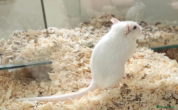 Gerbil rodents - Advert 10