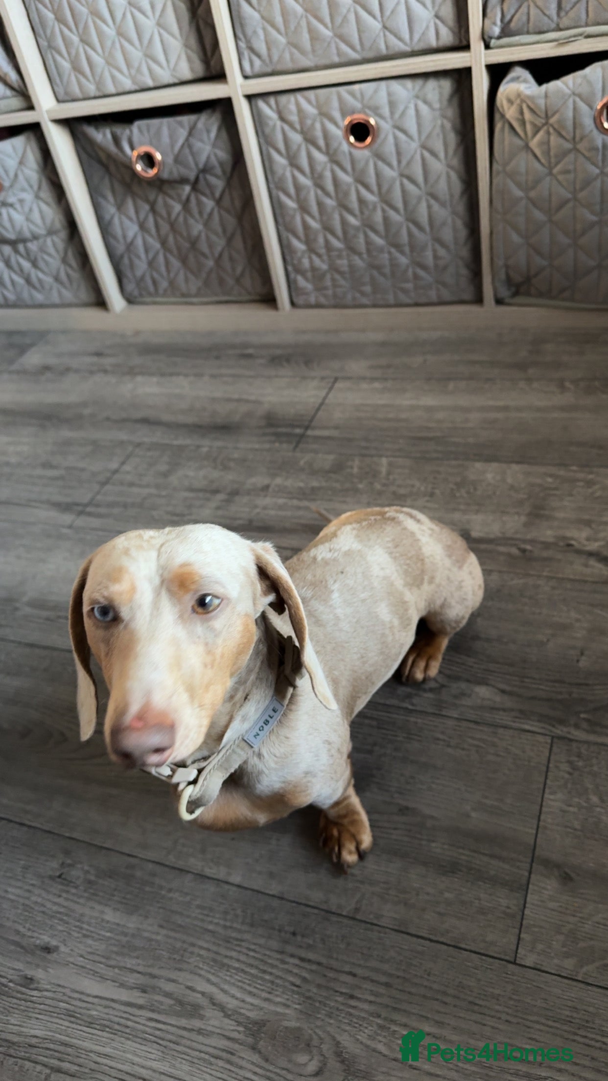 Miniature Dachshund dogs Miniature dapple male  - Advert 1