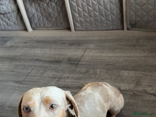 Miniature Dachshund dogs Miniature dapple male - Advert 1