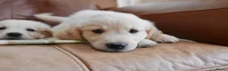 Golden Retriever dogs for sale: Quality Health Tested KC Golden Retrievers - Advert 19