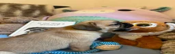 Mixed Breed dogs for sale: Pug Tzu puppies 🐶  in London - Advert 8