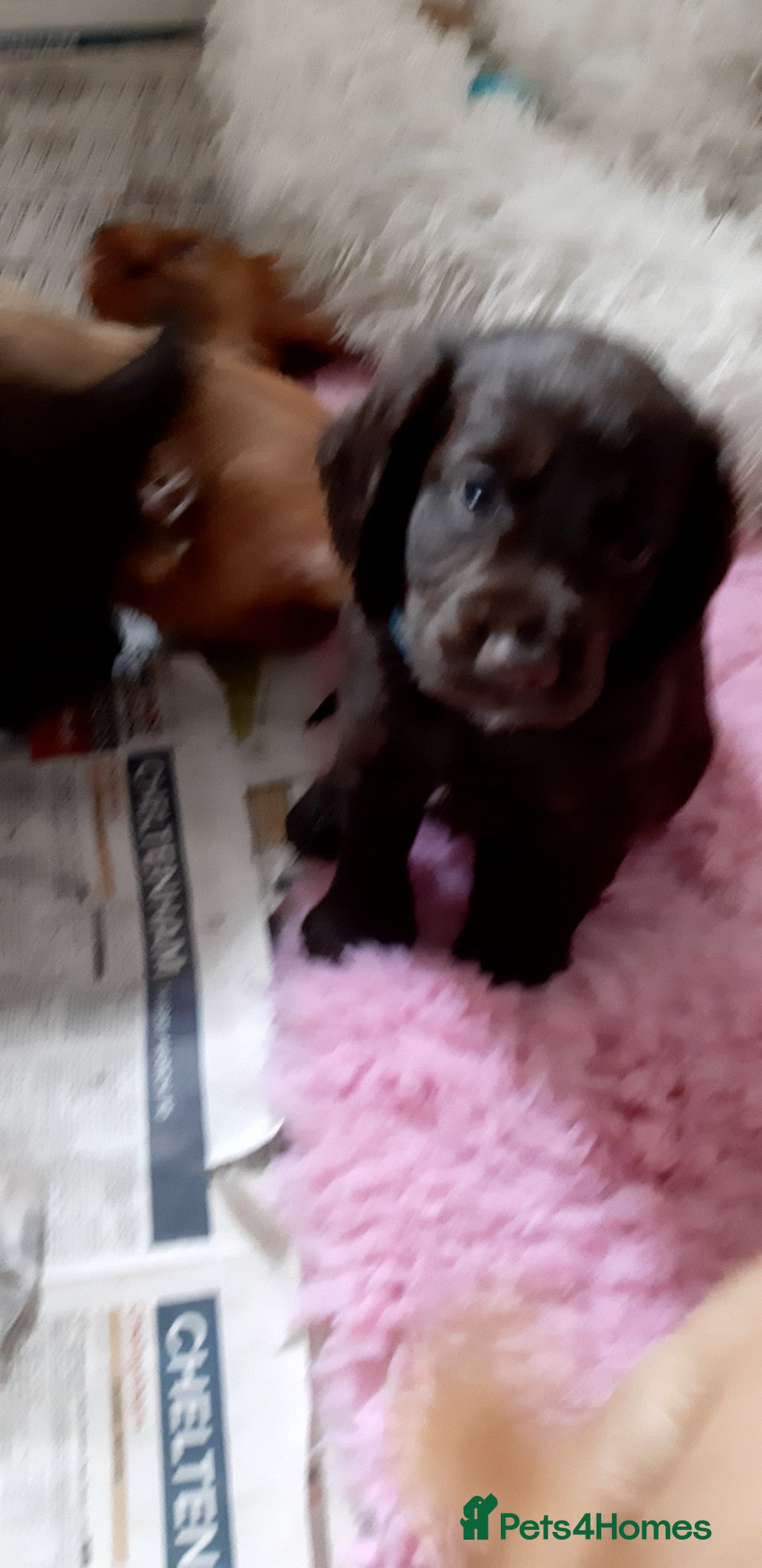 Cocker Spaniel dogs KC registered Working Cocker Spaniel pups - Advert 2