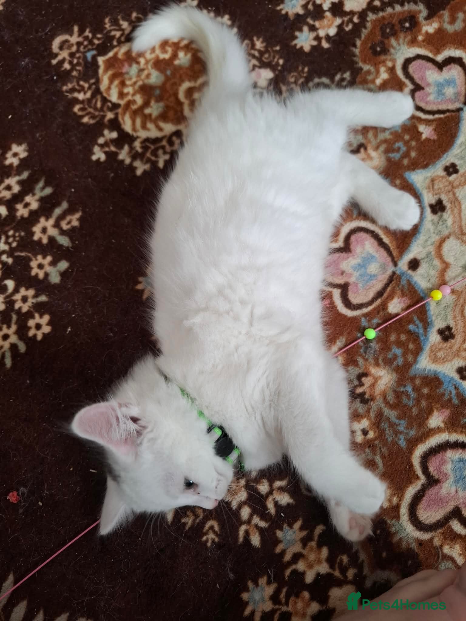 Mixed Breed cats for sale: 3 White Boy Kittens For Sale - Advert 12