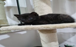 British Shorthair cats for sale: British short hair kitten  - Image 7