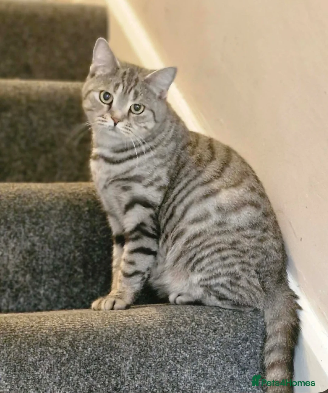 British Shorthair cats for sale: British short hair x ragdoll  - Advert 2