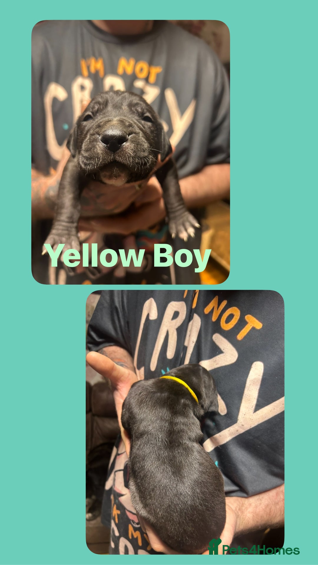 Mixed Breed dogs for sale: Daniff puppies. Great Dane/Mastiff - Advert 9