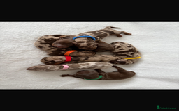 Miniature Dachshund dogs for sale: Miniature Dachshund Puppies - Image 10