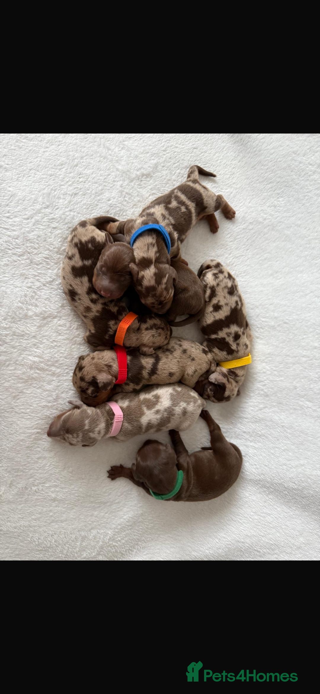 Miniature Dachshund dogs for sale: Miniature Dachshund Puppies - Image 10