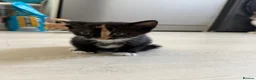 Mixed Breed cats for sale: 3 bsh cross kittens  - Advert 10