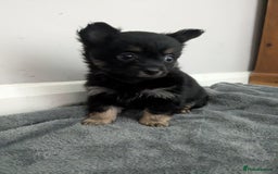Chorkie dogs for sale: Chorkie babies  - Image 12