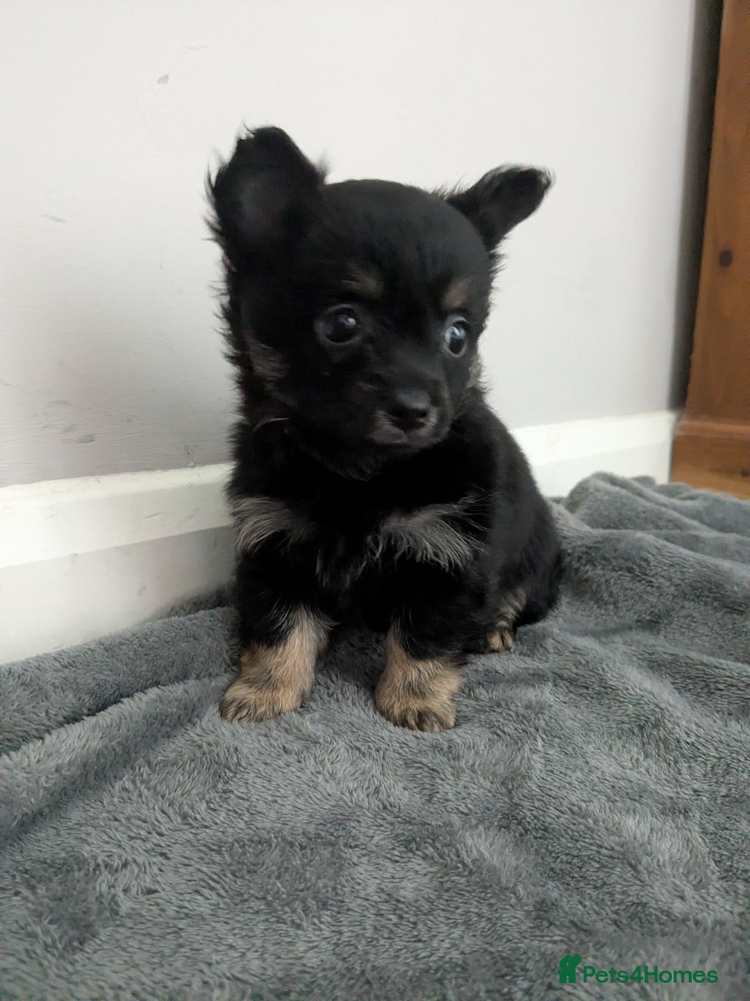 Chorkie dogs for sale: Chorkie babies  - Image 12