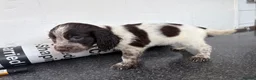 Cocker Spaniel dogs for sale: Cockerspaniel puppies  - Advert 15