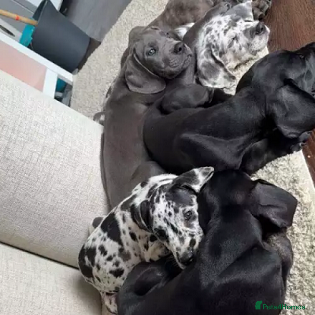 Great Dane dogs for sale:  Beautiful Great Dane Pups-Ready for Forever Homes - Image 13