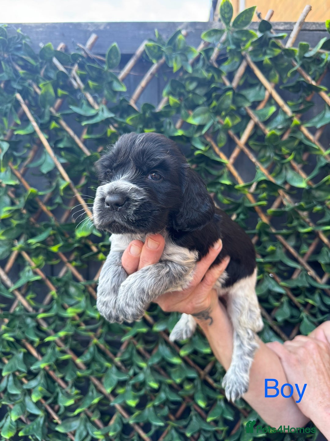 Cocker Spaniel dogs for sale: 🌟 STUNNING SHOW TYPE COCKERSPANIELS 🌟  - Image 6