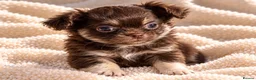 Chihuahua dogs for sale: Purebred Chihuahua Puppies – Not KC Registered - Advert 7