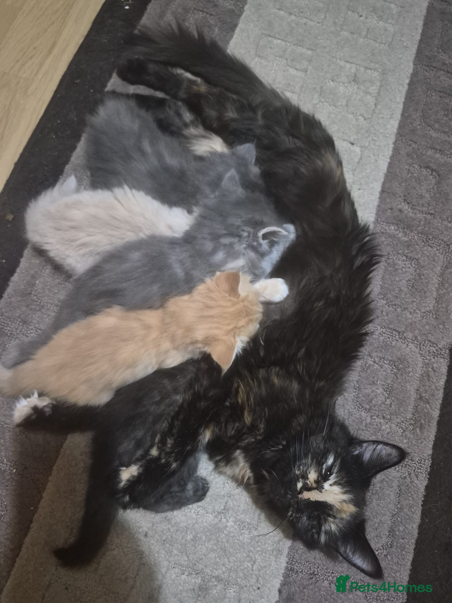 Siberian cats 5 beautiful Siberian kittens - Advert 4