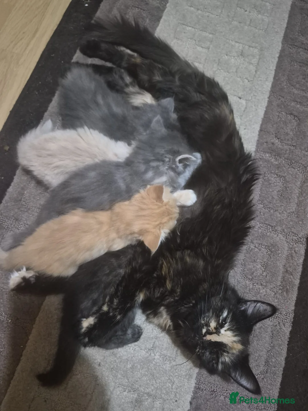 Siberian cats for sale: 5 beautiful Siberian kittens - Advert 1