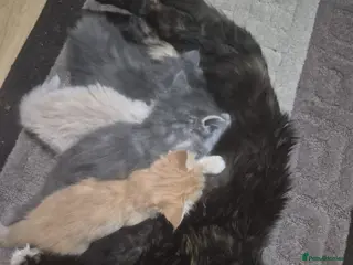 Siberian cats 5 beautiful Siberian kittens - Advert 4