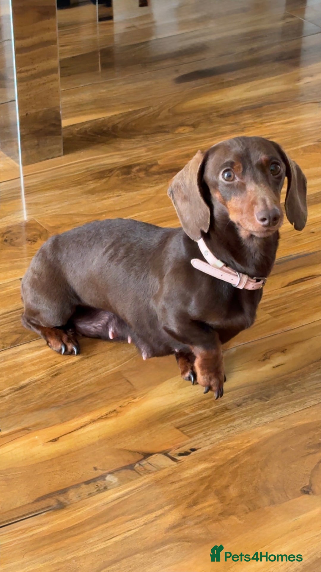 Mixed Breed dogs for sale: Dachshund x Chihuahua - Advert 2