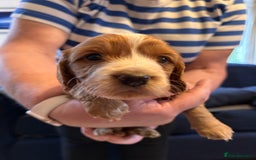 Cocker Spaniel dogs for sale: Beautiful working cocker spaniel puppies  - Image 10
