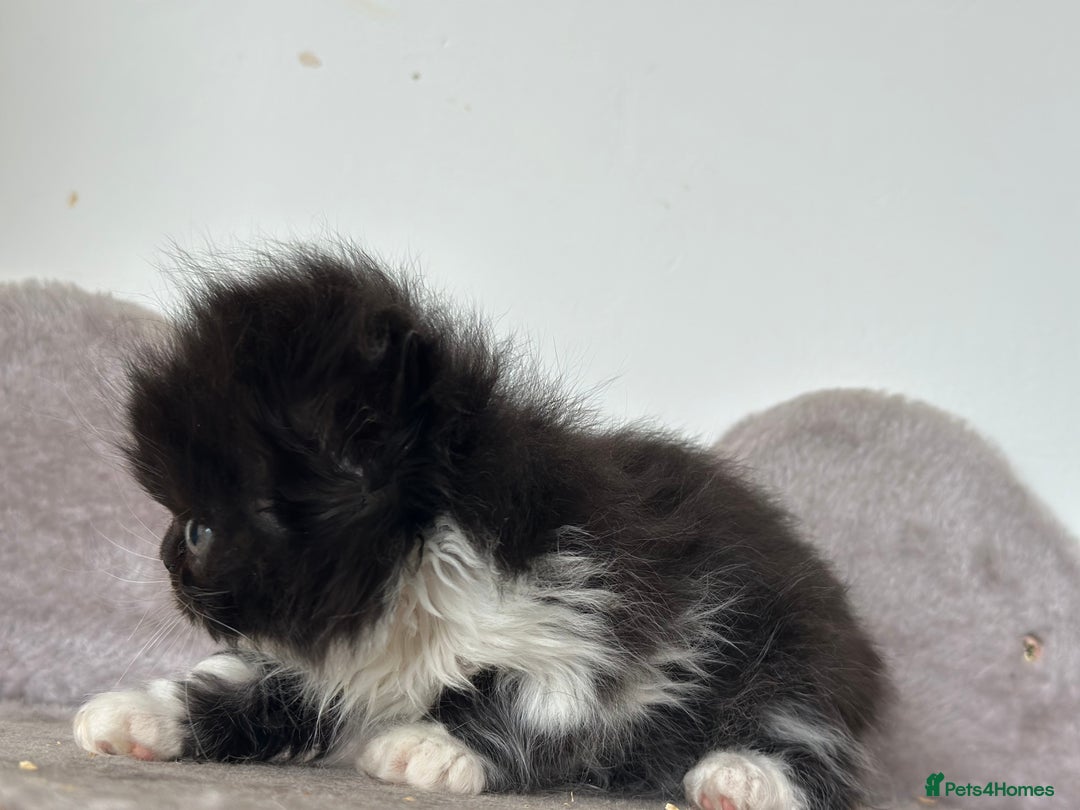 Persian cats for sale:  1 boy left !Adorable  Persian kittens available  - Image 5