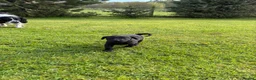 Labrador Retriever dogs for sale: Labrador puppies for sale KC registered  in Nairn - Advert 5