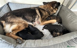 German Shepherd dogs for sale: K/C Registered German Shepherd Puppies  - Image 23
