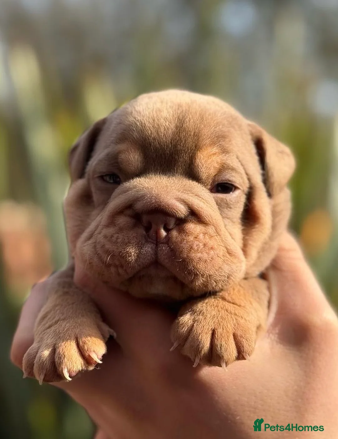 English Bulldog dogs for stud: ⭐️Proven English Bulldog available for stud⭐️ in Solihull - Advert 24