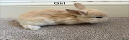Mini Lop rabbits for sale: Mini Lop Rabbits  in Cottingham - Advert 2